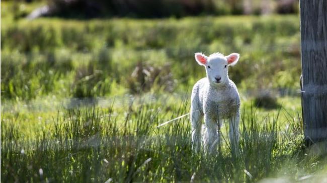 Pastoral Care